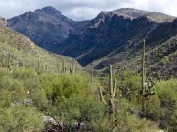 Picture of a Southwestern Landscape