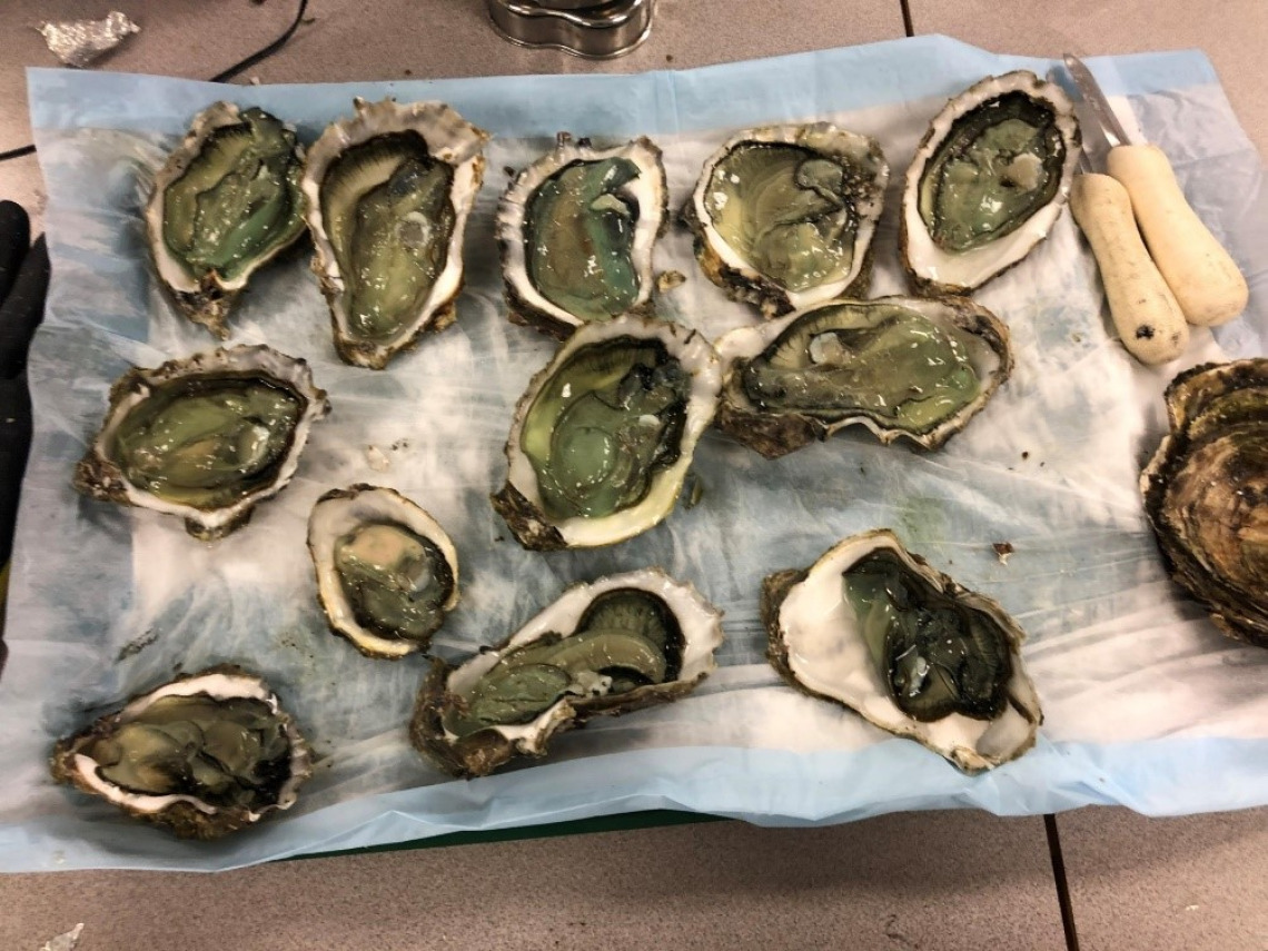 plate of oysters