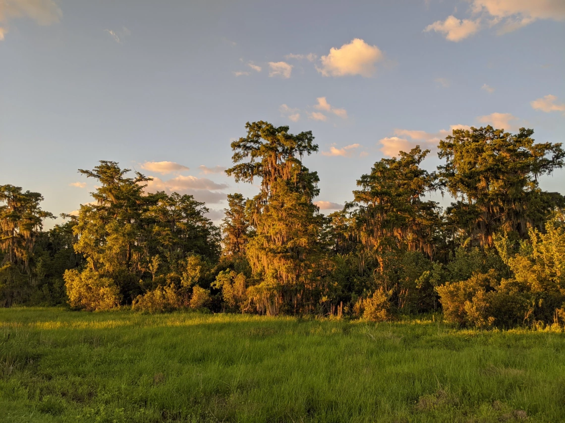 The New Orleans swamps